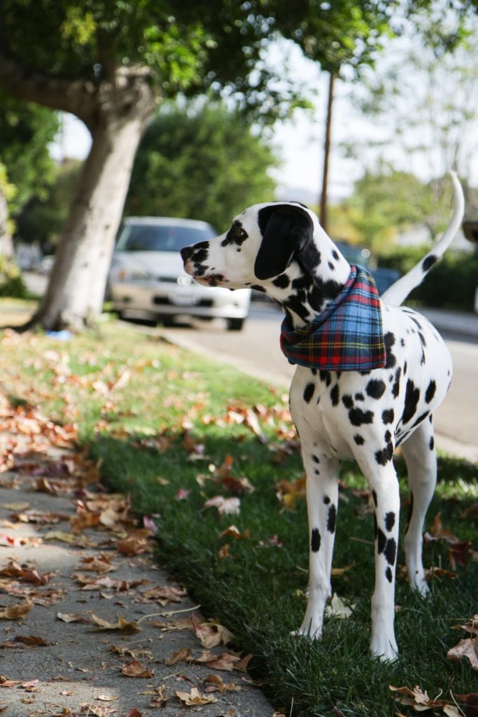 diy dog bandana